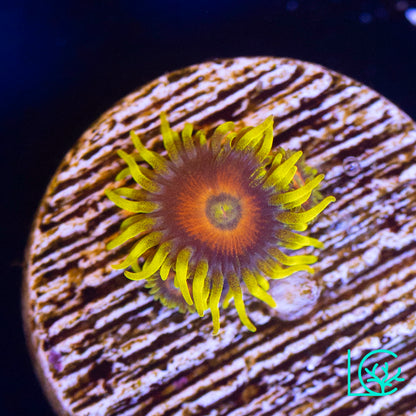 Lazy Lashes Zoa WYSIWYG