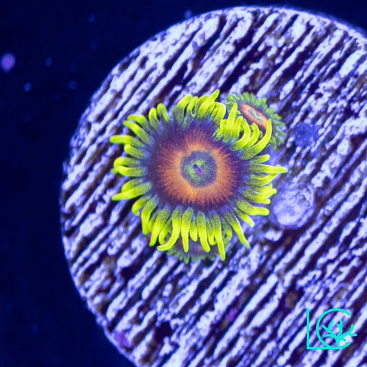 Lazy Lashes Zoa WYSIWYG
