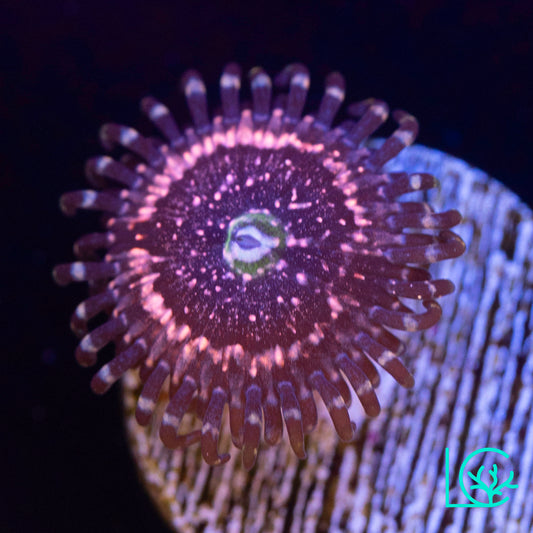 Pink Zipper Zoa WYSIWYG