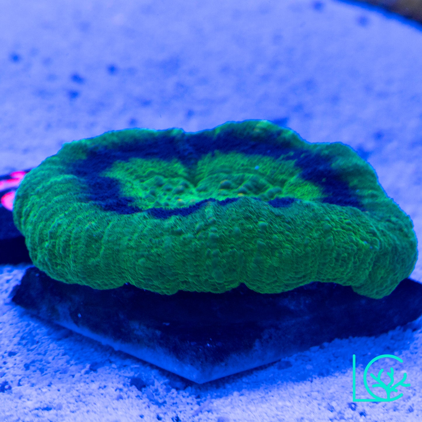 Ultra UFO Scoly WYSIWYG
