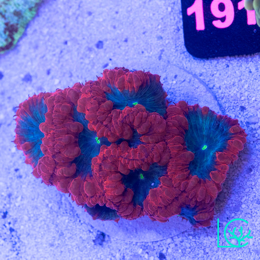 Very Berry Blasto Colony WYSIWYG