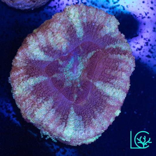 Asian Acan WYSIWYG