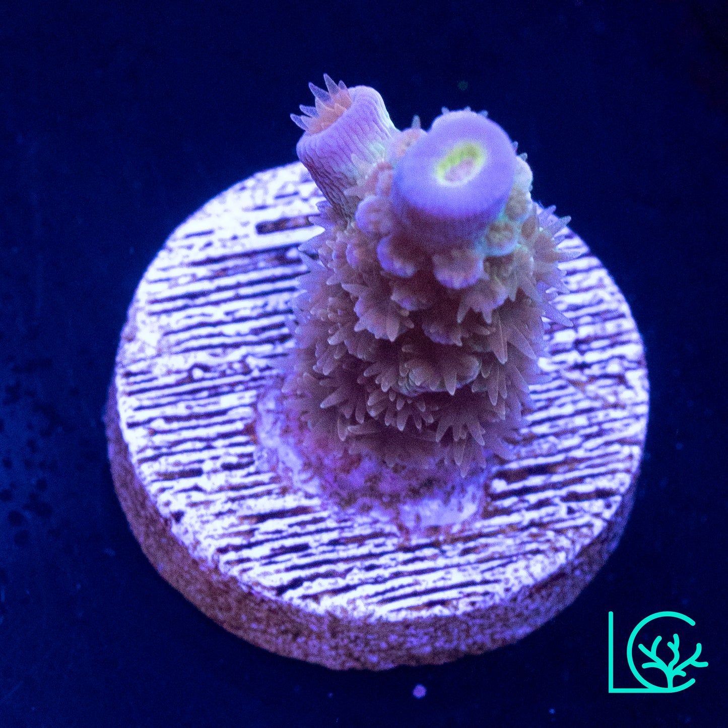 CC Disney Jr Acropora WYSIWYG