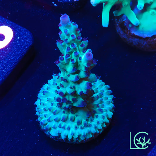 ORA Pearlberry Acropora WYSIWYG