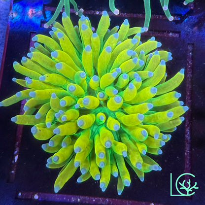 Banana Torch WYSIWYG