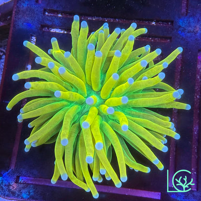 Banana Torch WYSIWYG