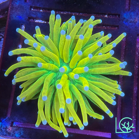 Banana Torch WYSIWYG