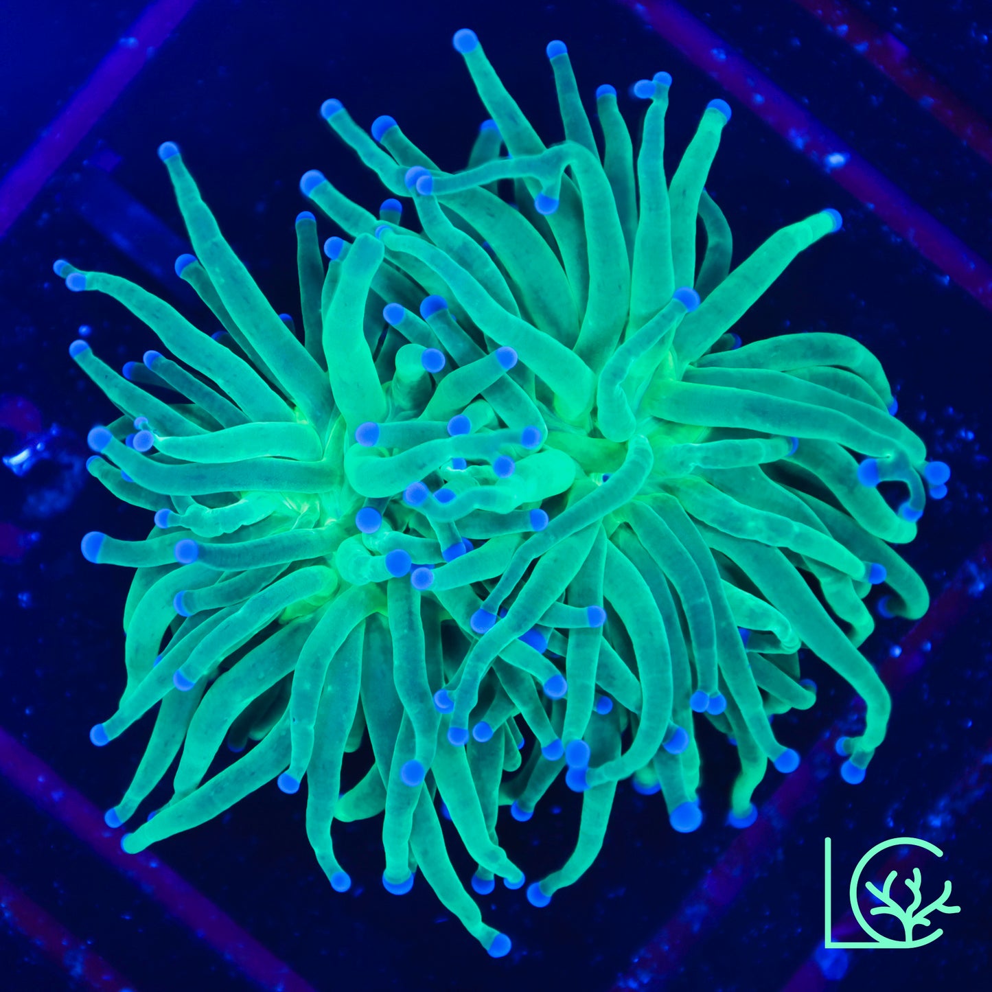 Todd's Torch WYSIWYG