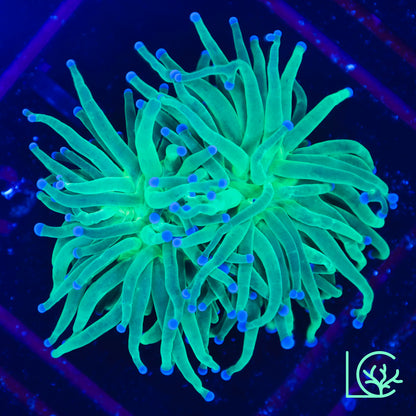 Todd's Torch WYSIWYG