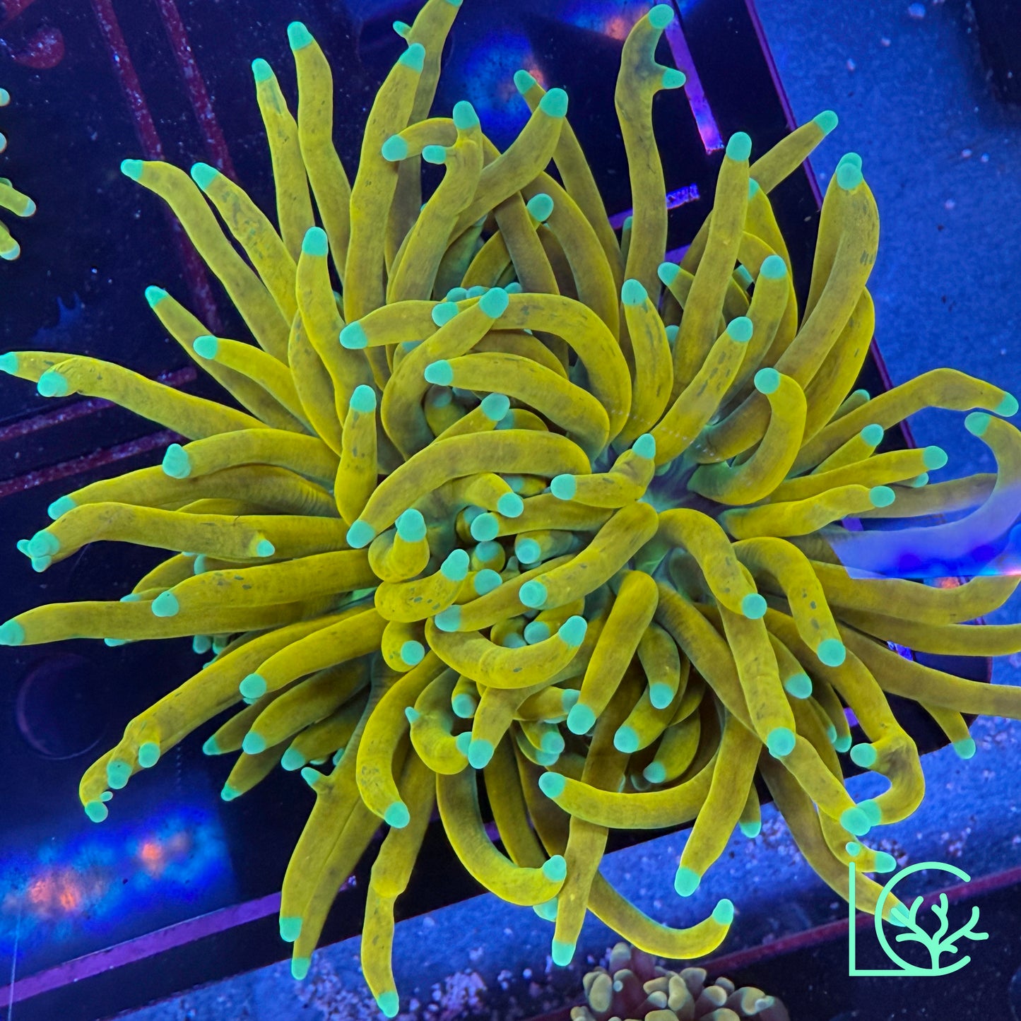 Banana Torch WYSIWYG