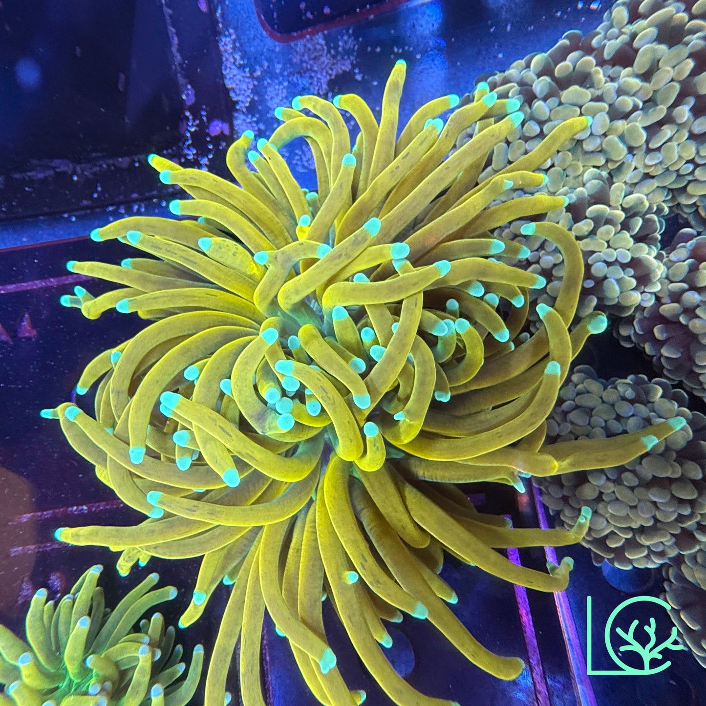 Banana Torch WYSIWYG