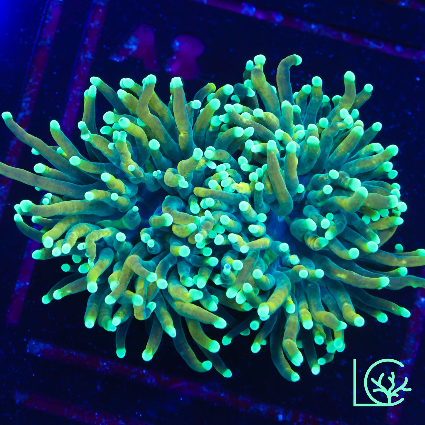 LC Master Torch WYSIWYG