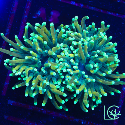 LC Master Torch WYSIWYG