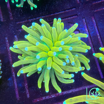 Banana Torch WYSIWYG