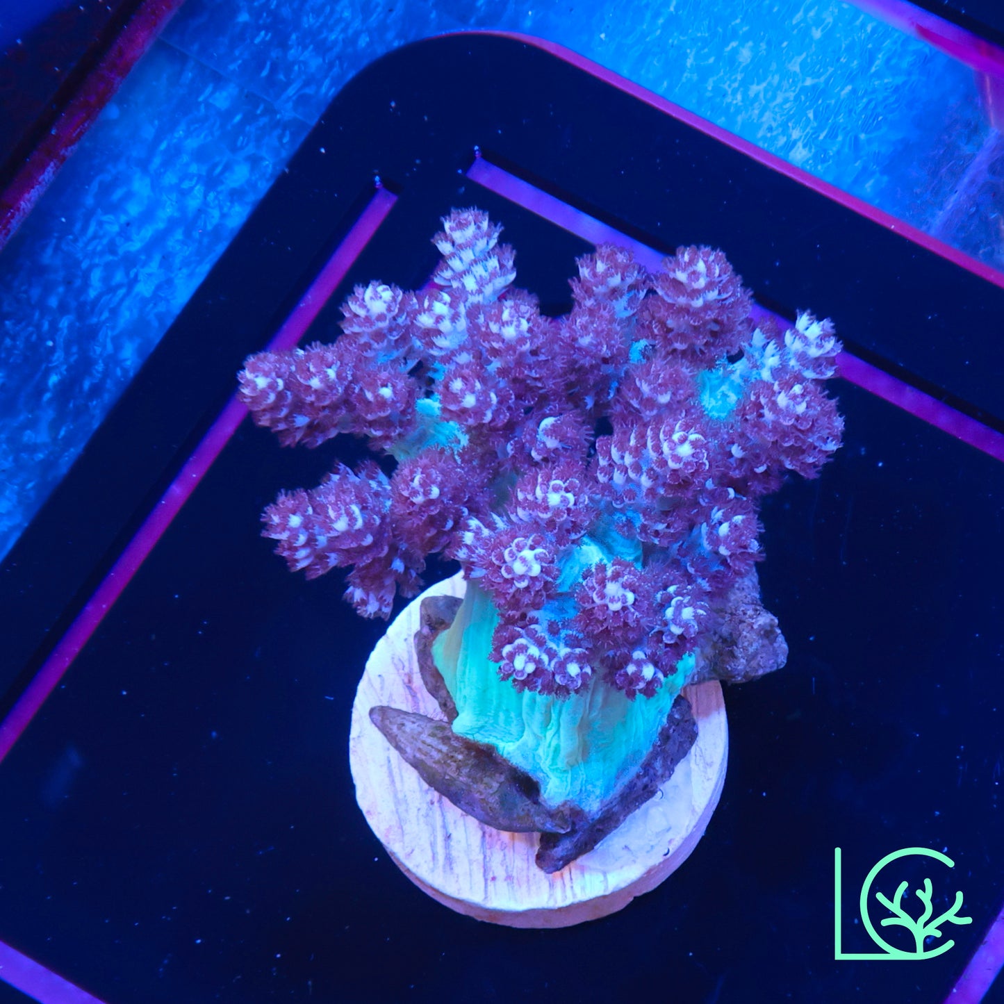 ORA Kenya Tree WYSIWYG