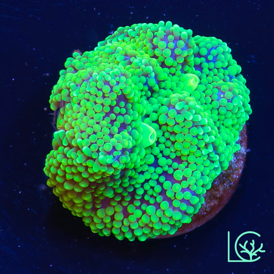 Green Ricordea WYSIWYG