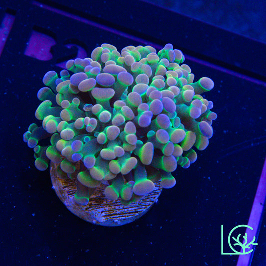 LC Extreme Rainbow Hologram Hammer WYSIWYG