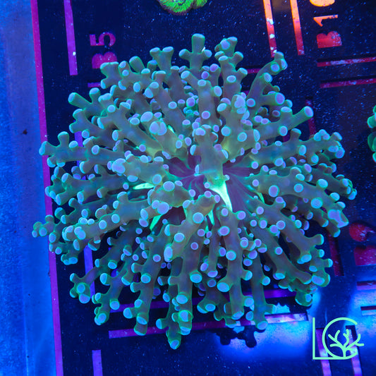 Blue Lagoon Frogspawn WYSIWYG
