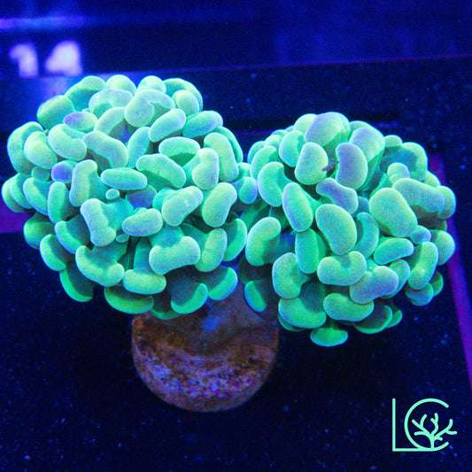 LC Iridescent Hammer WYSIWYG
