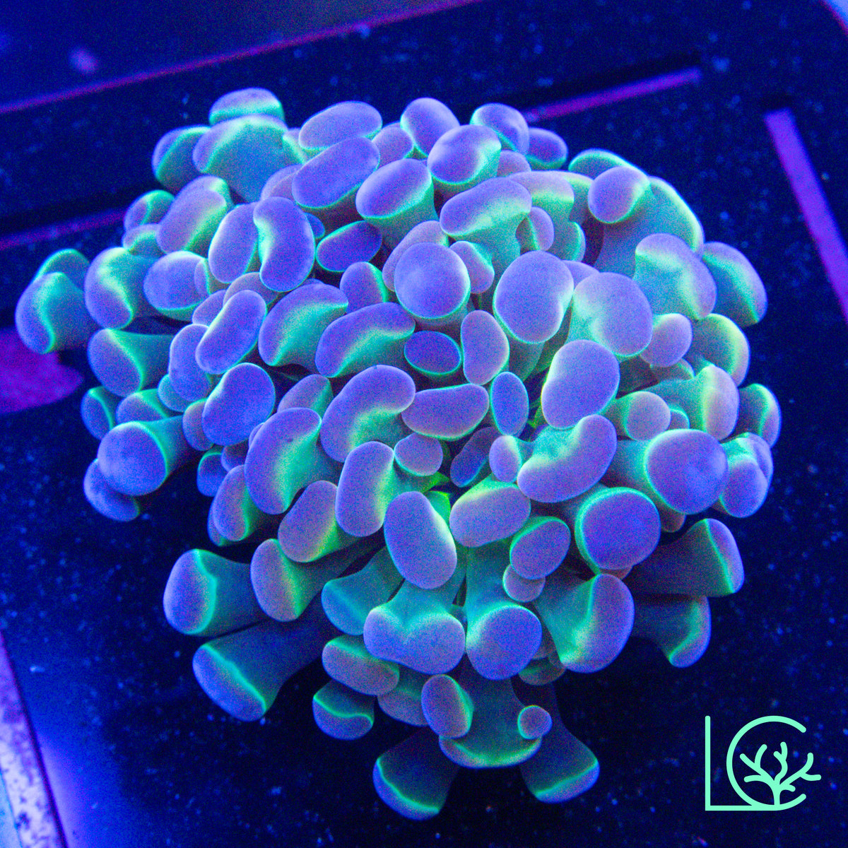 LC Pastel Rainbow Hologram Hammer WYSIWYG