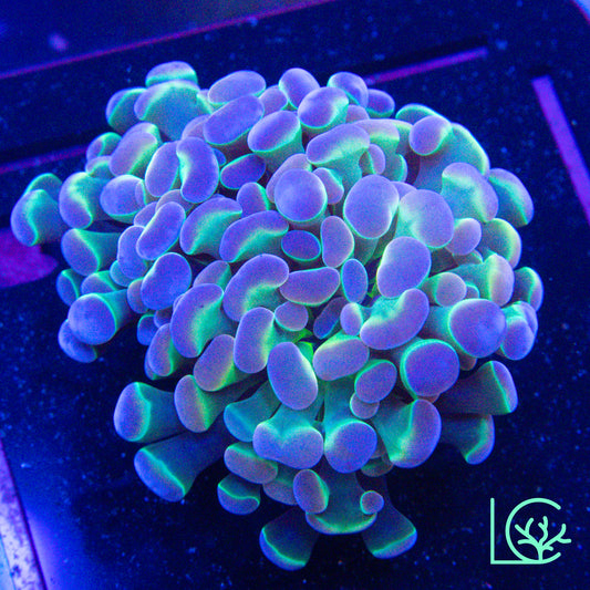 LC Pastel Rainbow Hologram Hammer WYSIWYG