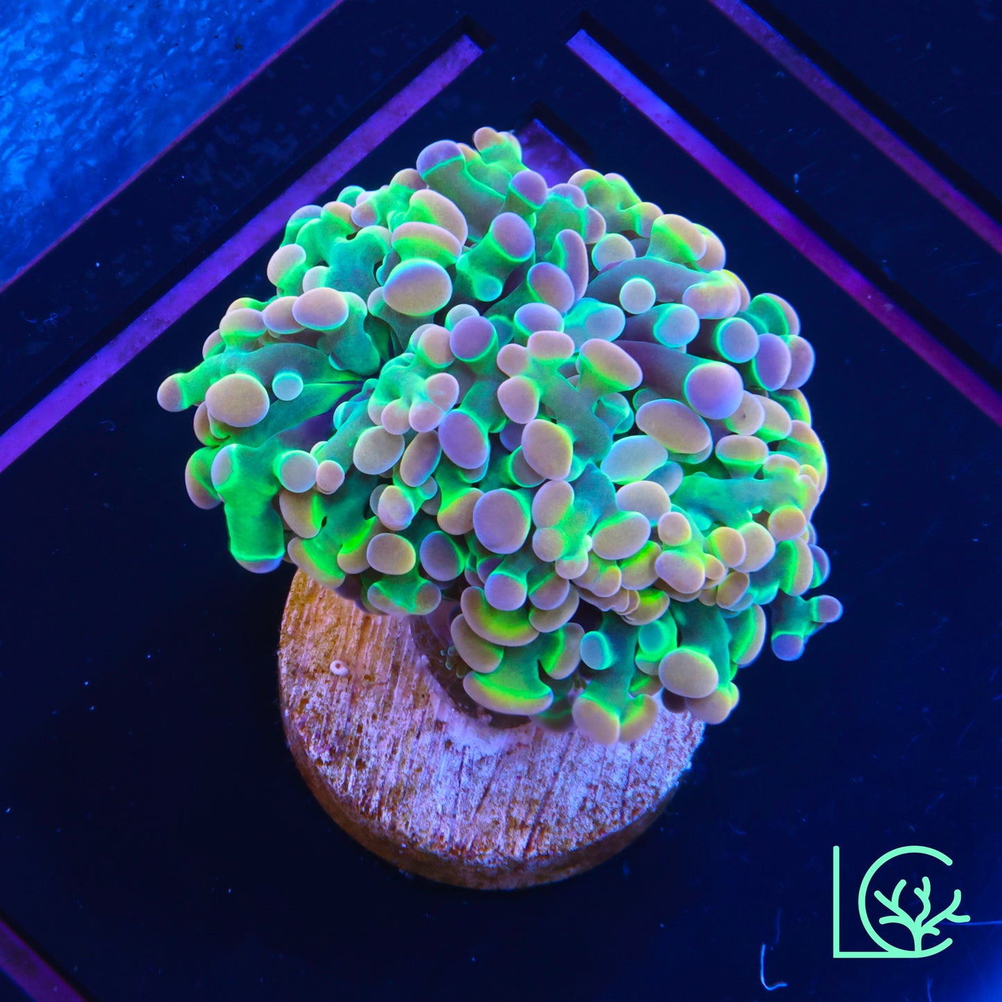 LC Extreme Rainbow Hologram Hammer WYSIWYG