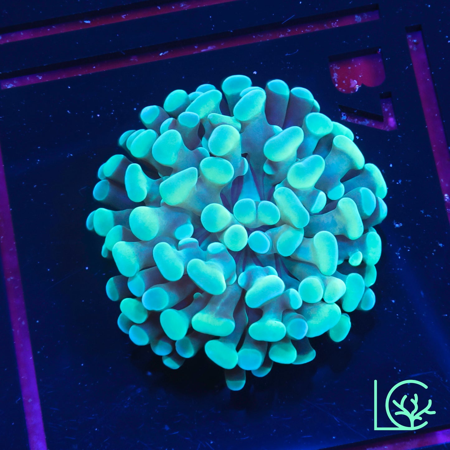 Teal Tip Hammer WYSIWYG