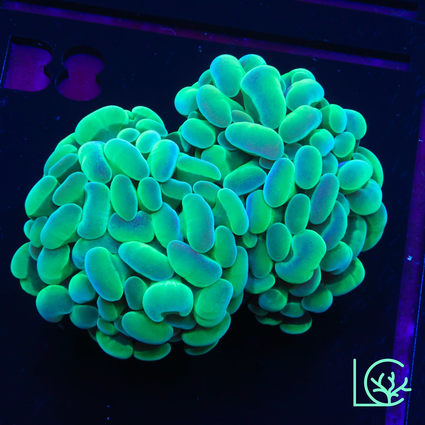 LC Iridescent Hammer WYSIWYG