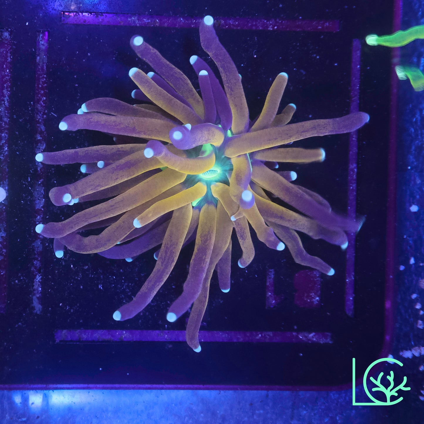 Tiger Torch V2 WYSIWYG