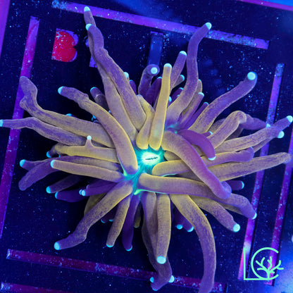 Tiger Torch V2 WYSIWYG