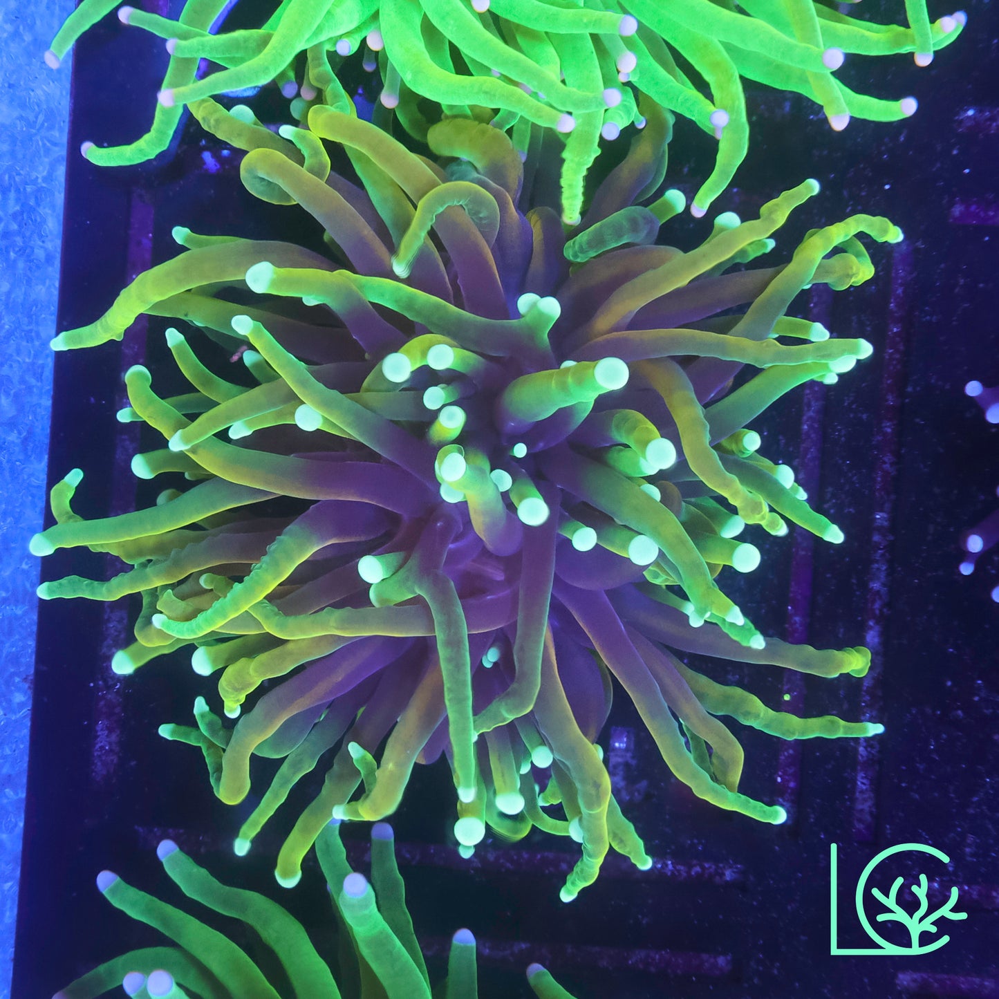 LC Hellfire Torch WYSIWYG