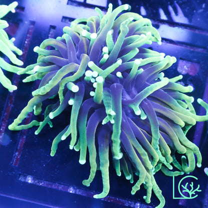 LC Hellfire Torch WYSIWYG