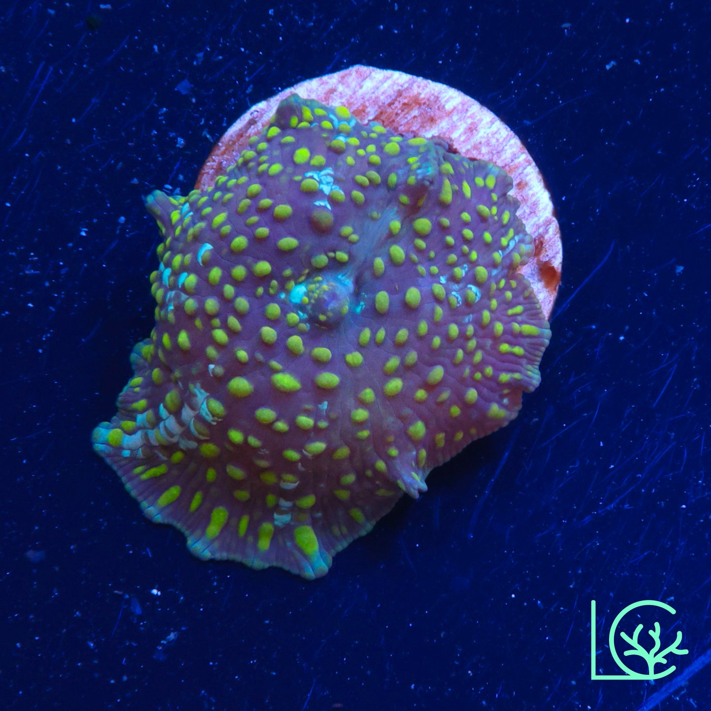 Leopard Disco Mushroom WYSIWYG