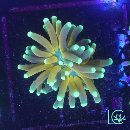 Tiger Torch V2 WYSIWYG