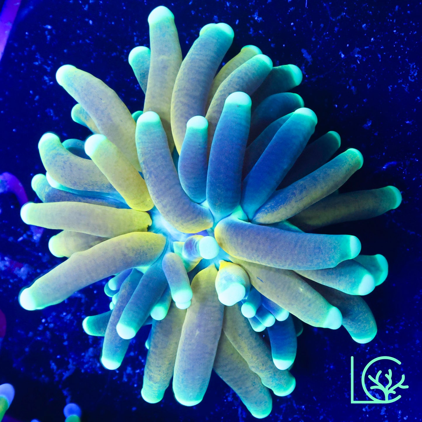 Tiger Torch V2 WYSIWYG