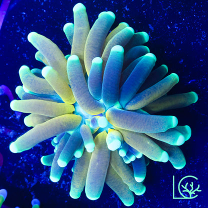 Tiger Torch V2 WYSIWYG