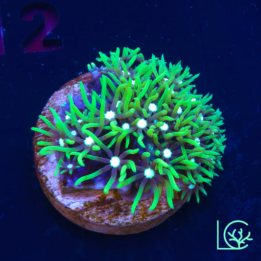 Green Star Polyp WYSIWYG