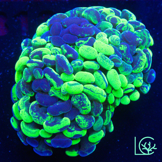 Green Splatter Hammer WYSIWYG