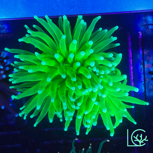 White Tip Holy Grail Torch WYSIWYG