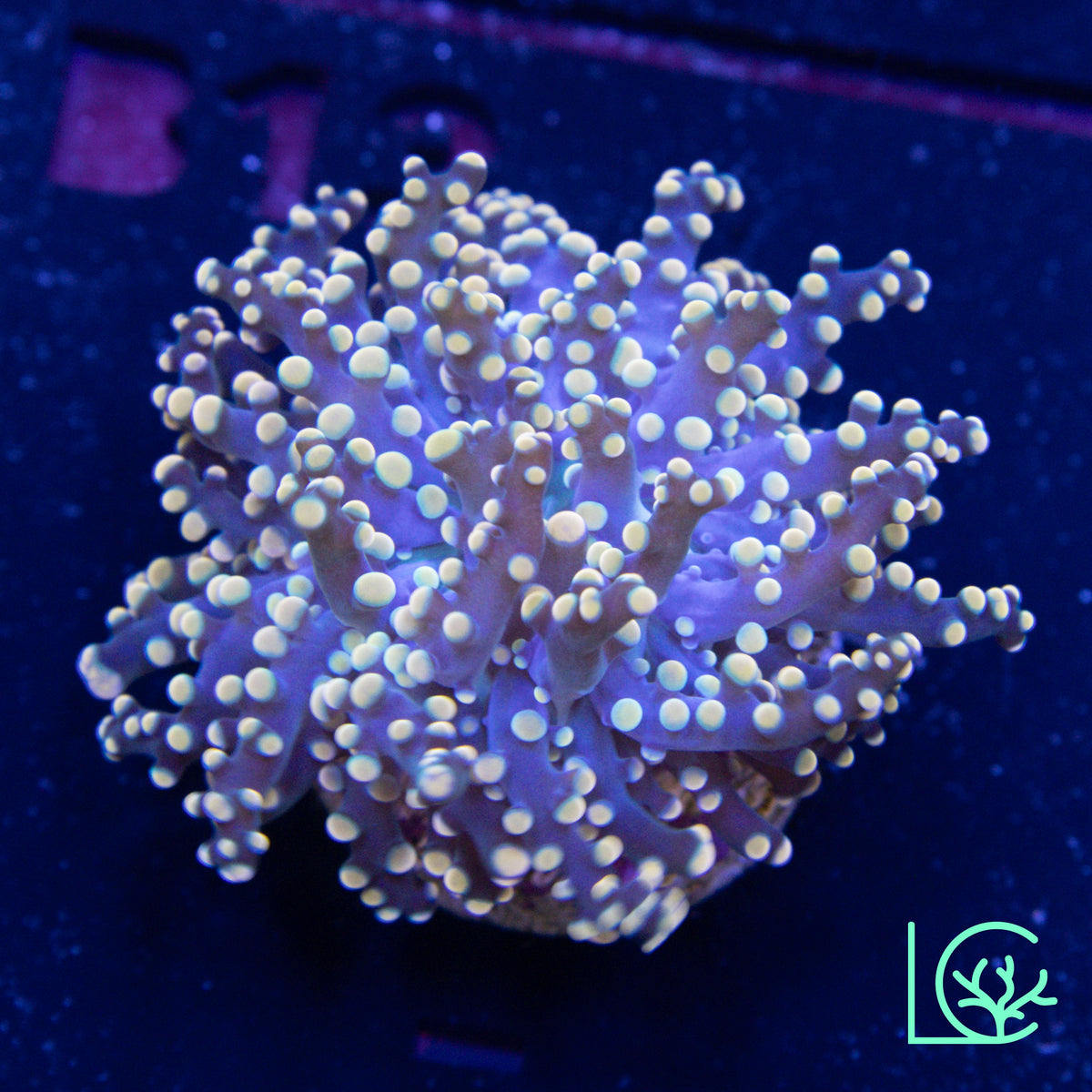 LC Peach Tip Octospawn WYSIWYG