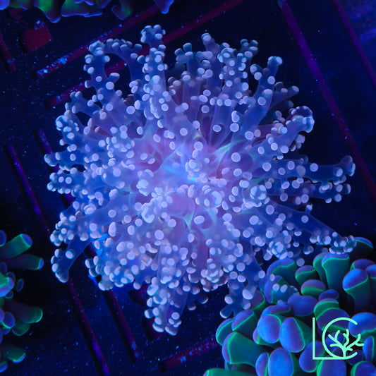 Pink Passion Frogspawn WYSIWYG