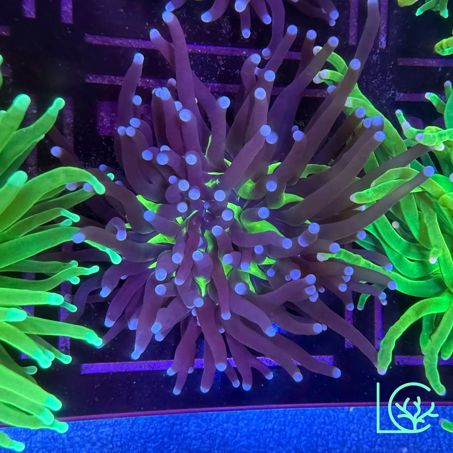 Blue Tip Joker Torch WYSIWYG