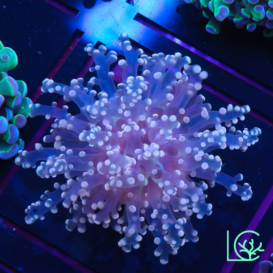 Pink Passion Frogspawn WYSIWYG
