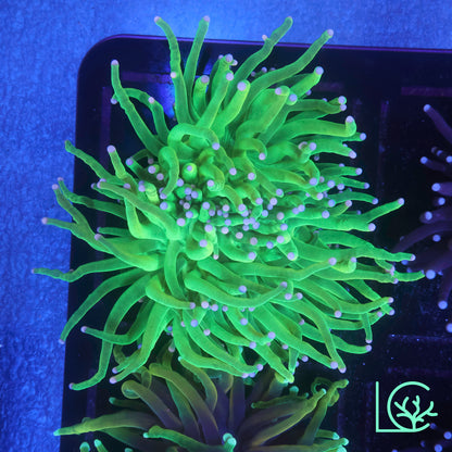 Pink Tip Joker Torch WYSIWYG