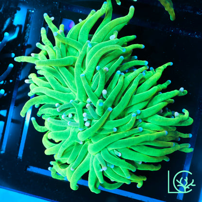 Pink Tip Joker Torch WYSIWYG