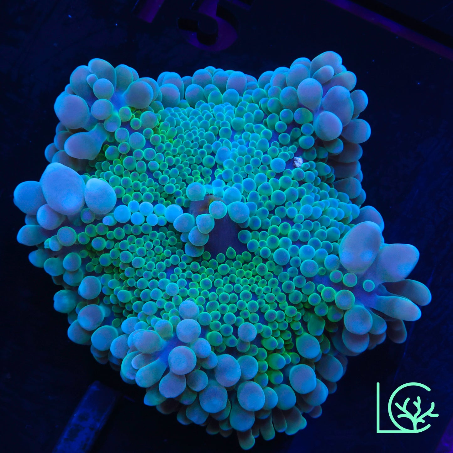 Blue Lagoon Yuma Mushroom WYSIWYG
