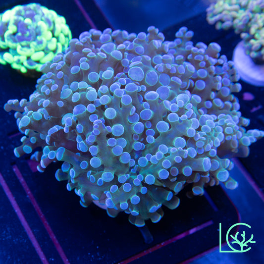 Blue Lagoon Frogspawn WYSIWYG