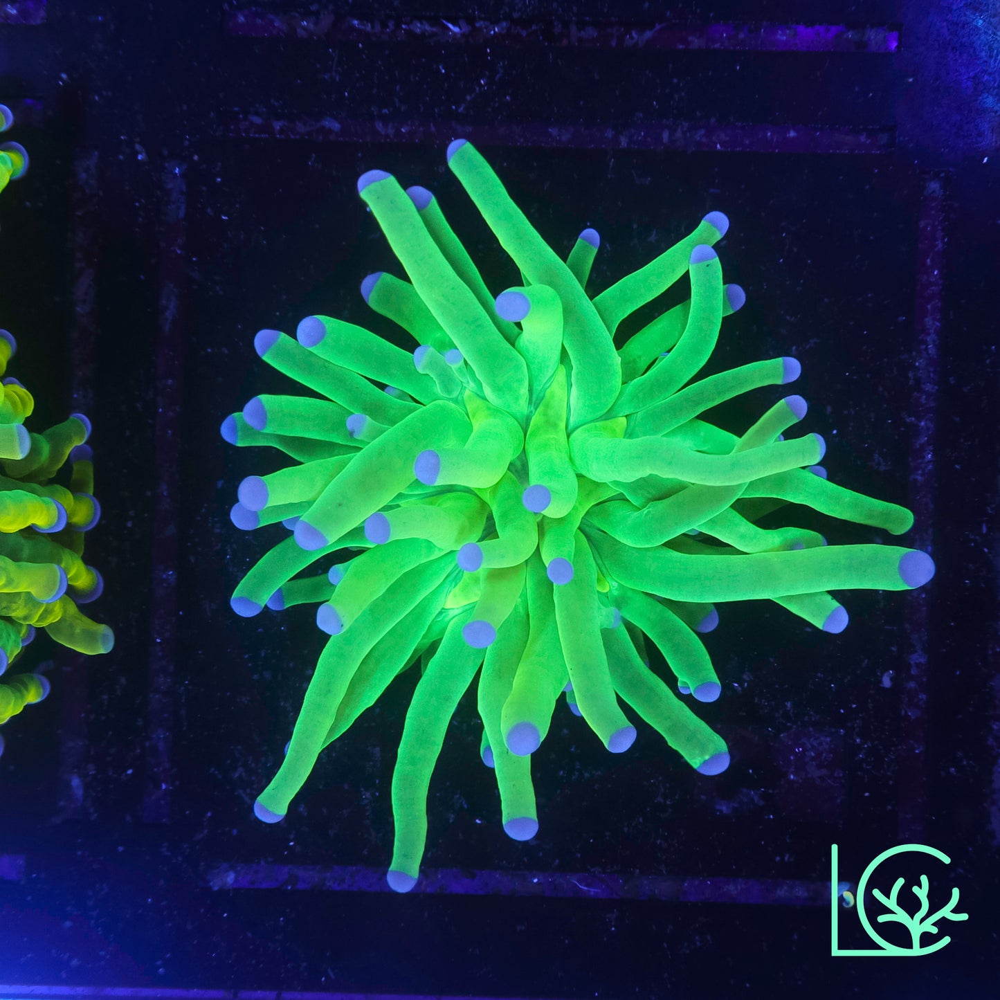 Holy Grail Torch WYSIWYG