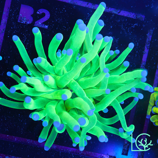 Holy Grail Torch WYSIWYG