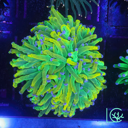 CC 24k Mancini Holy Grail Torch WYSIWYG